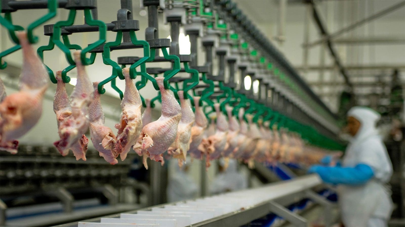 Food Standards Australia New Zealand seeks comments on new poultry antimicrobial treatment