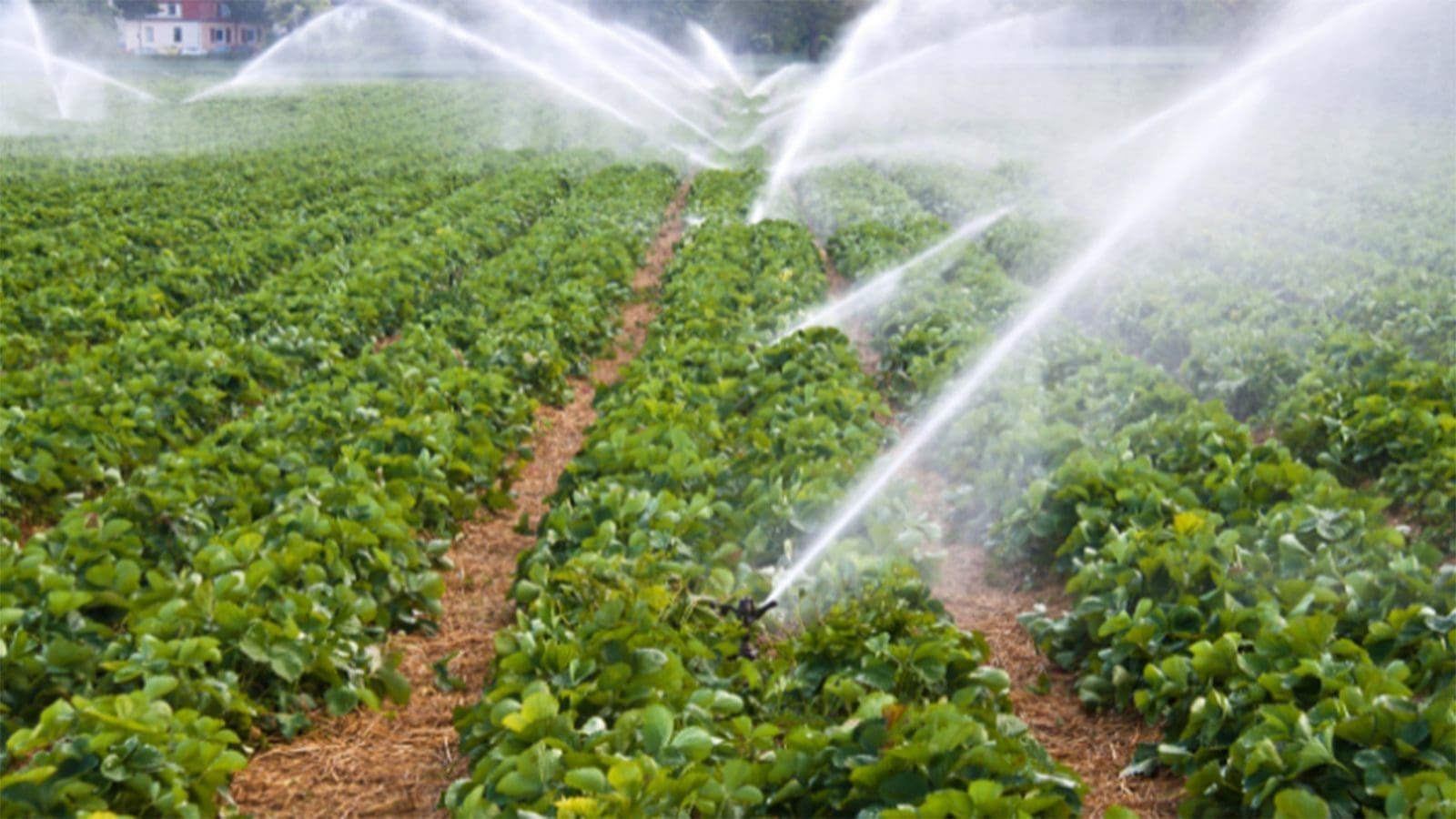 FDA launches new online tool to familiarize farmers with proposed rule on agricultural water