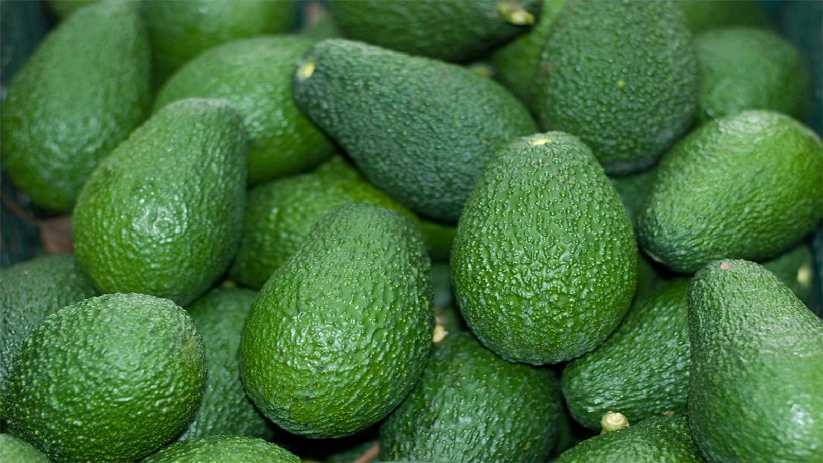 China grants Kenyan avocado exporters access to domestic market dotted with strict requirements