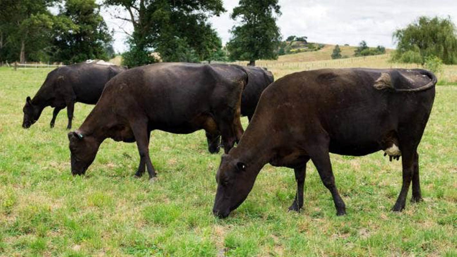 FDA greenlights use of gene-edited cattle as food