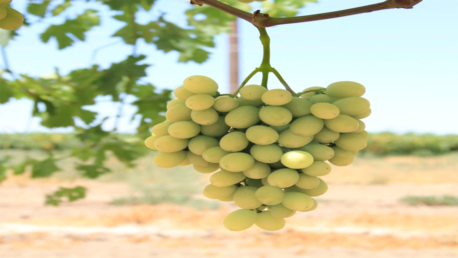 Cornell AgriTech, Sun World International develop two grape varieties after 13 years of work
