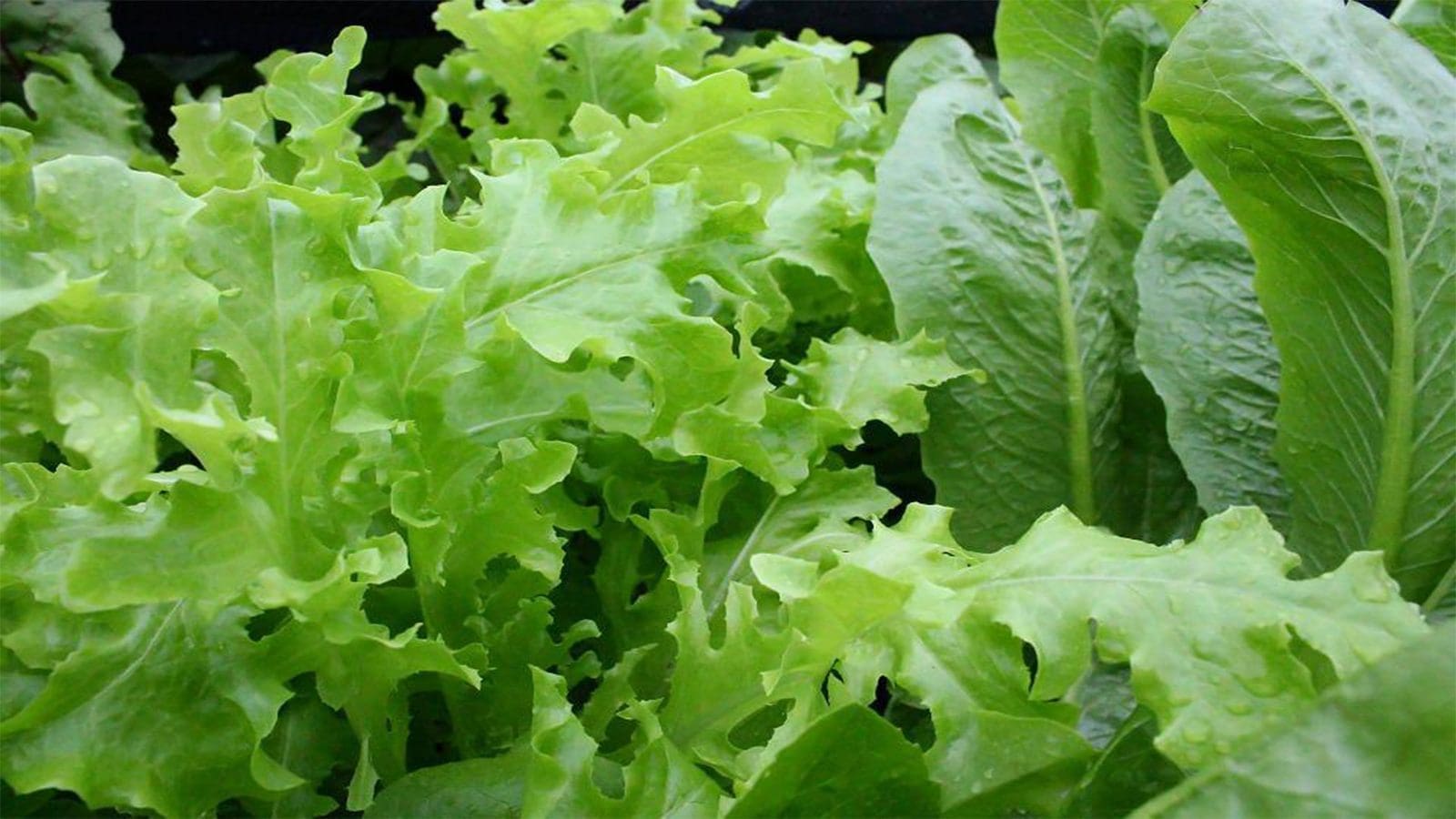 Spanish researchers uncover bacterial contamination in organic leafy greens