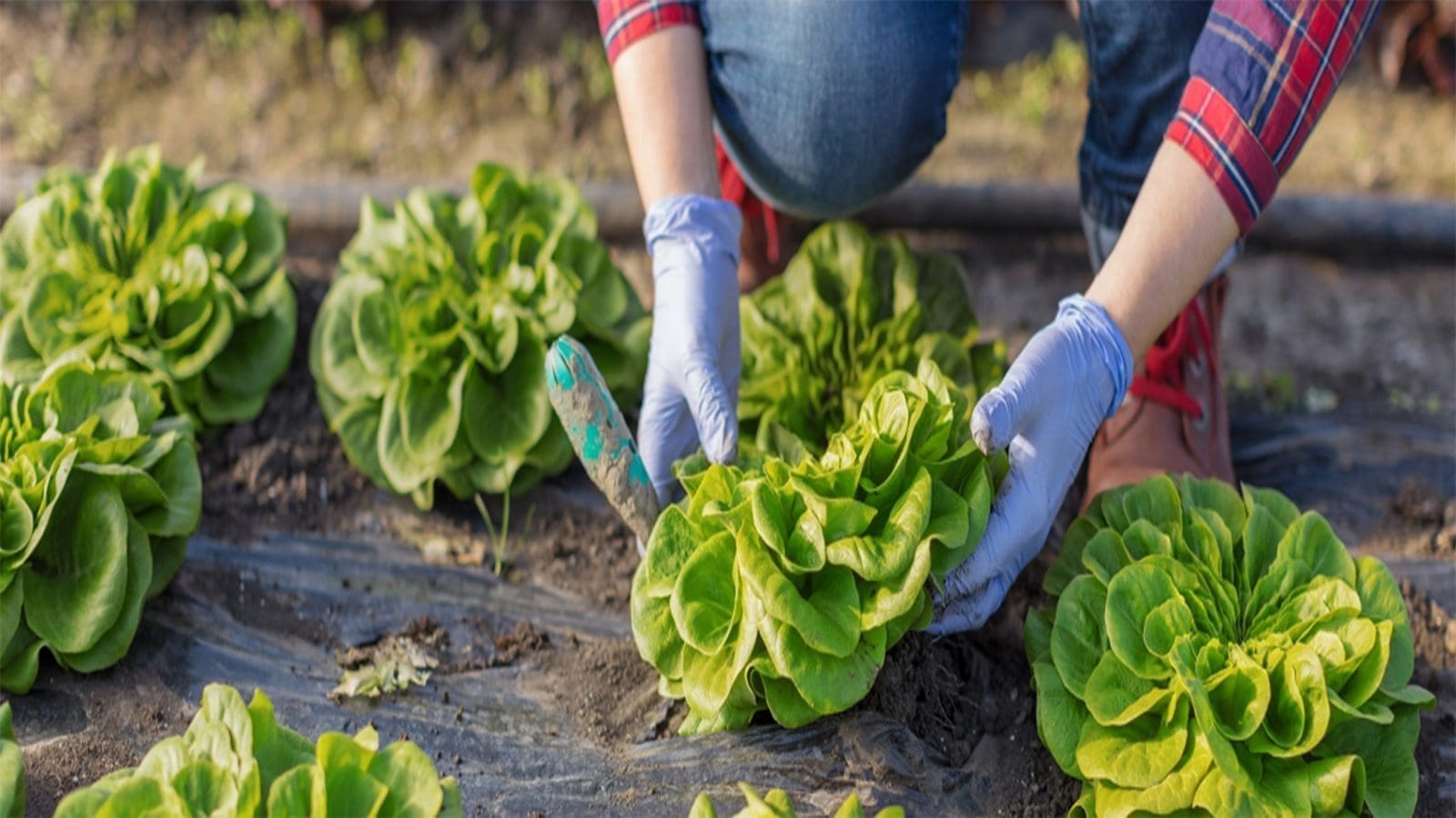 New York’s Agriculture Department releases new produce traceability guidance