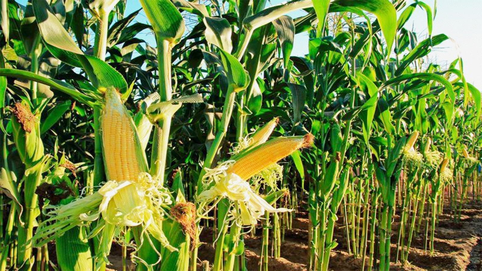 Nigeria to commence national performance trials for genetically modified maize