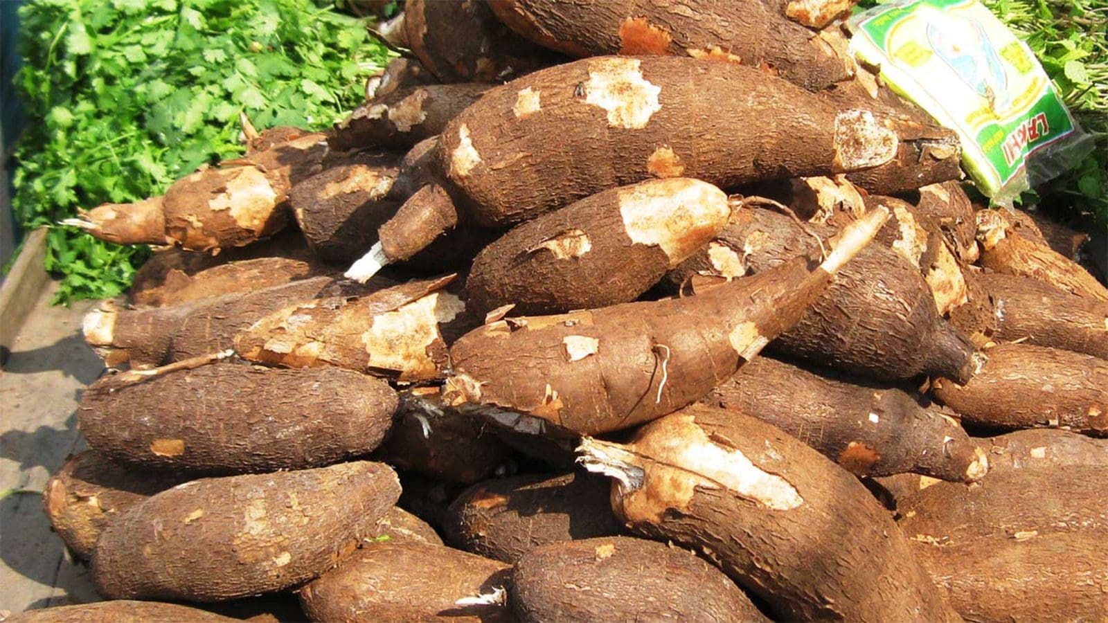 International Institute of Tropical Agriculture develops new disease resistant cassava varieties