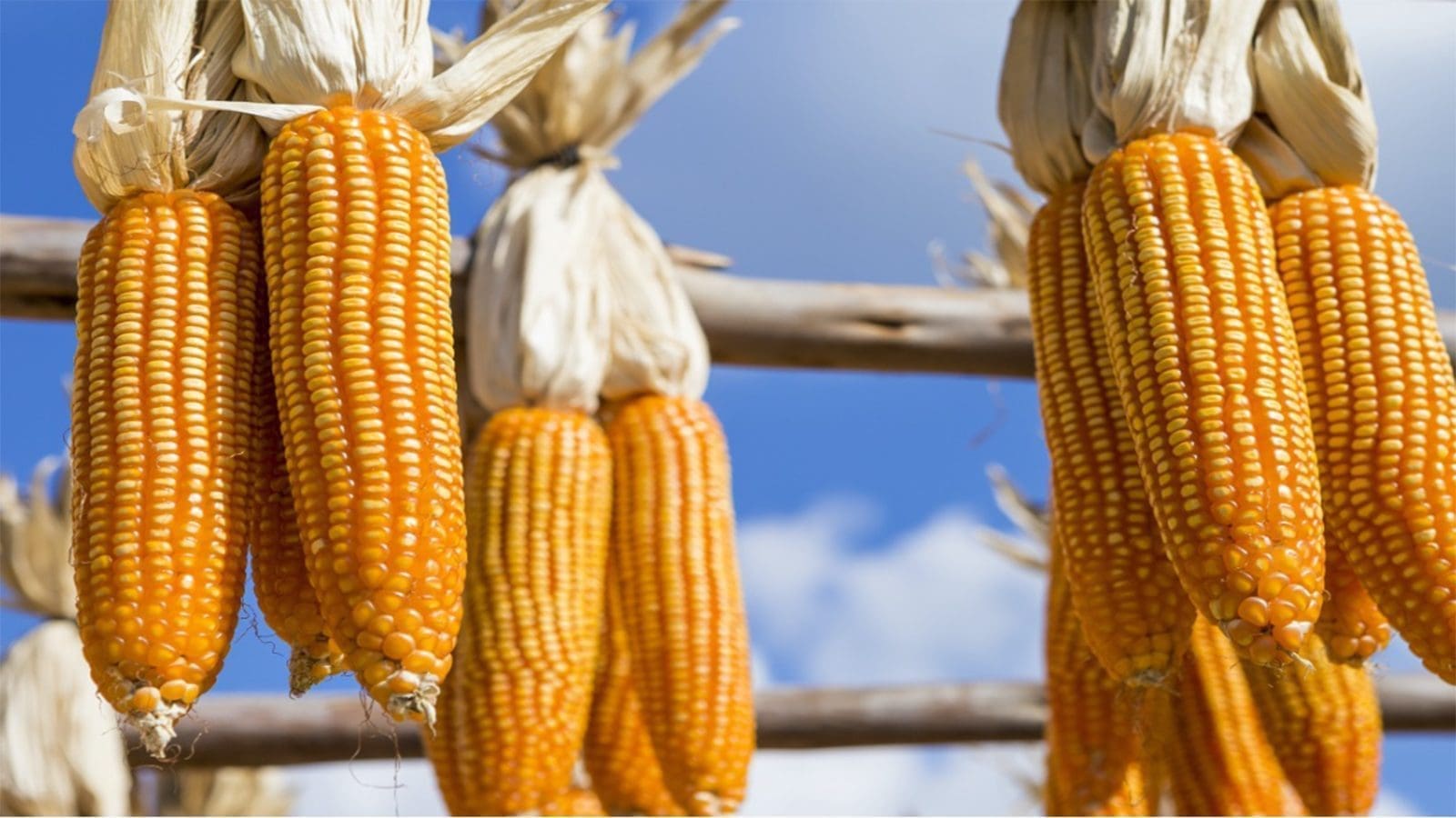 Climate change to trigger aflatoxin issues in U.S’s field corn