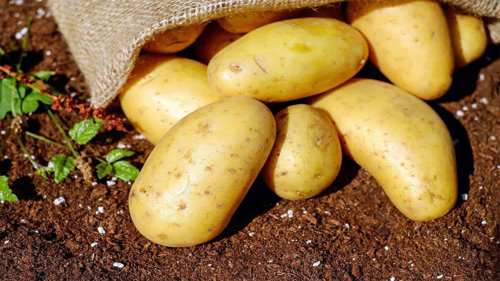 Corteva launches new generation fungicide for potatoes