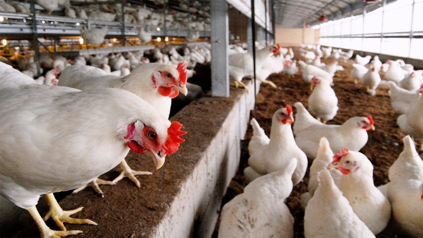 Avian flu outbreak necessitates culling of 48 million birds in UK, EU