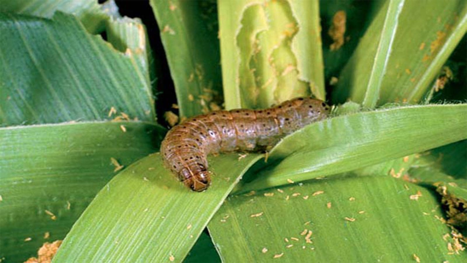 FAO embarks on research to fight against Fall Armyworm in West Africa