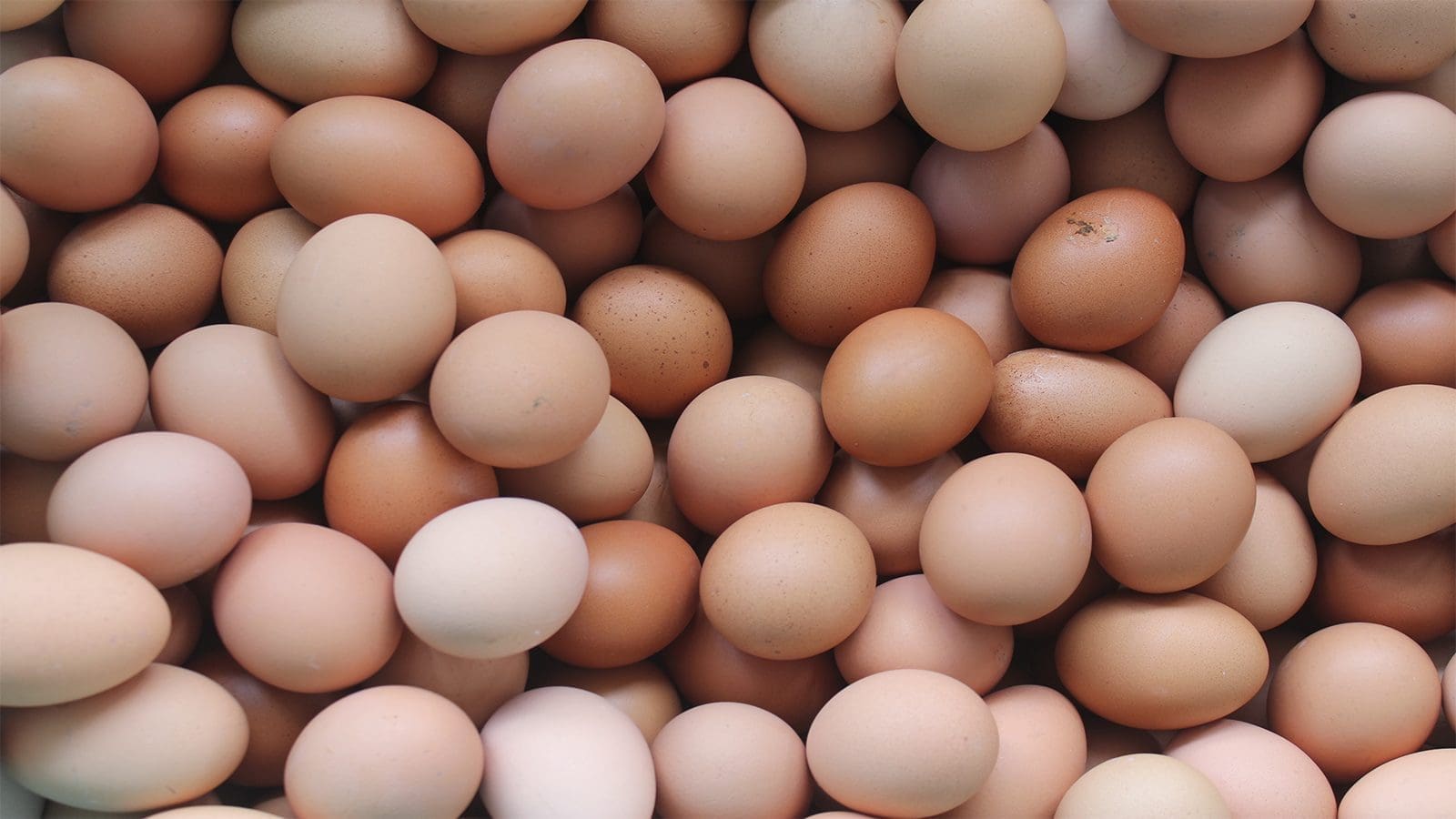 Norway officials petition EU draft rules on shelf life of eggs