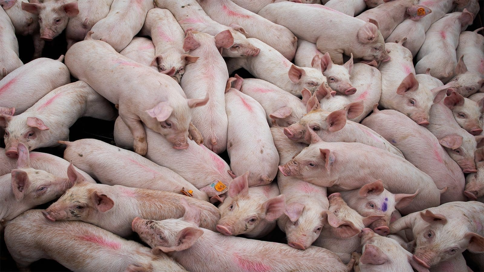 SUISAG teams up with Cloudfarms to ramp up traceability in pig supply chains