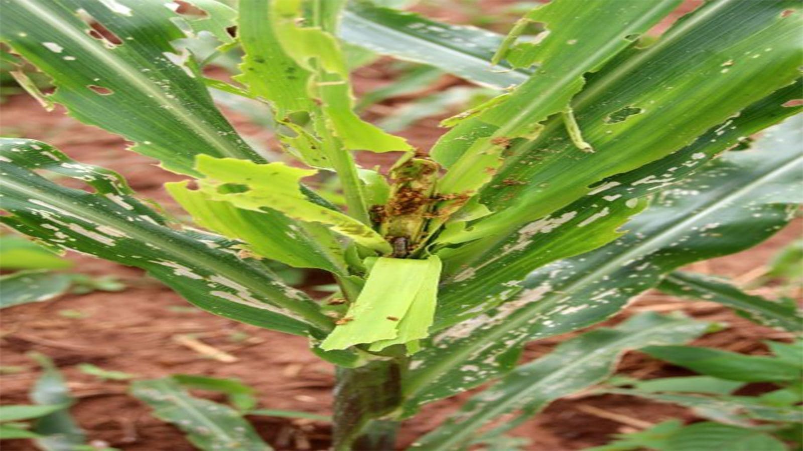 Centre for Agriculture and Biosciences International identifies pests that threaten Kenya’s agriculture