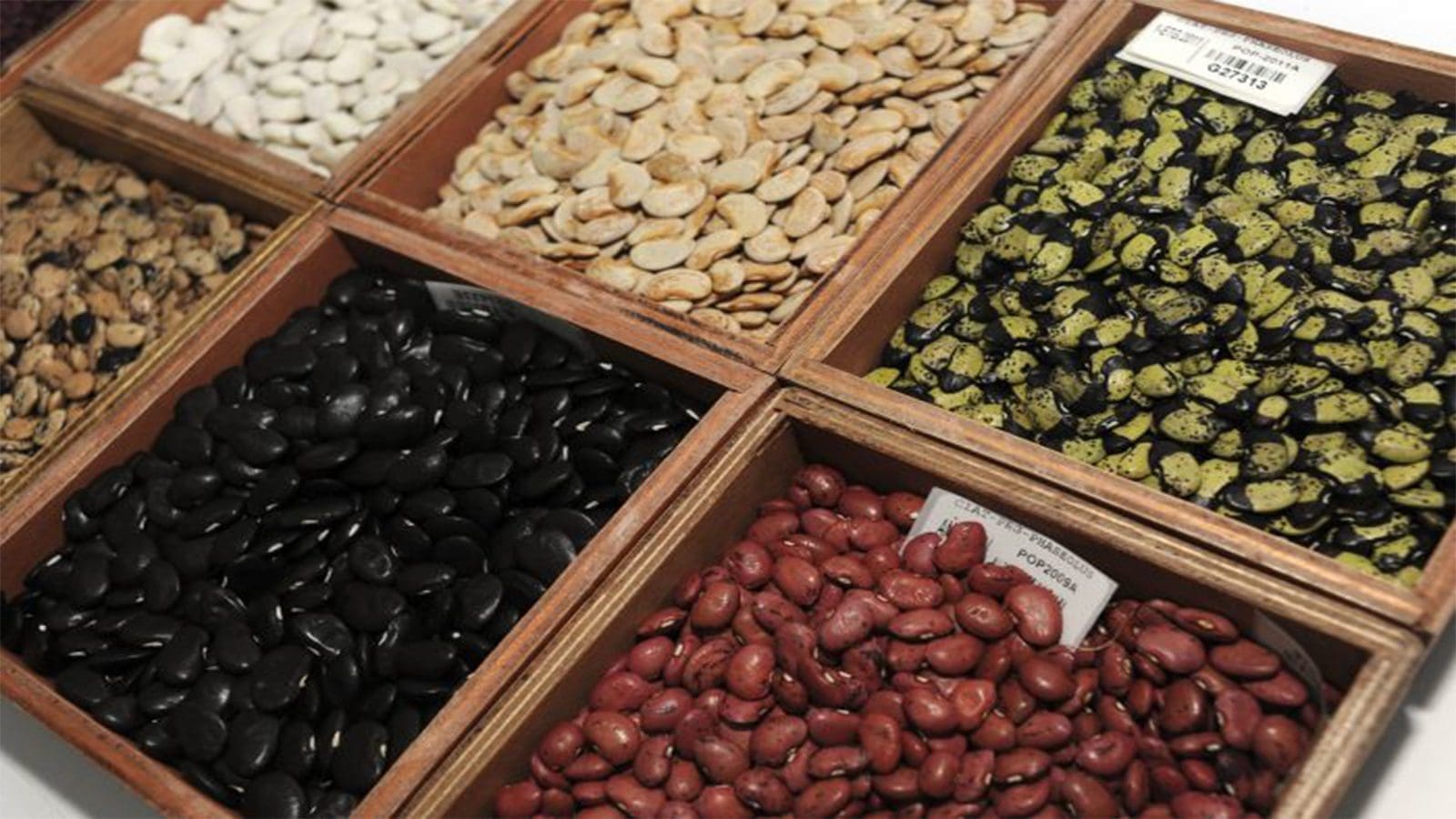 Benin approves establishment of a national entity to regulate seeds and plants sector