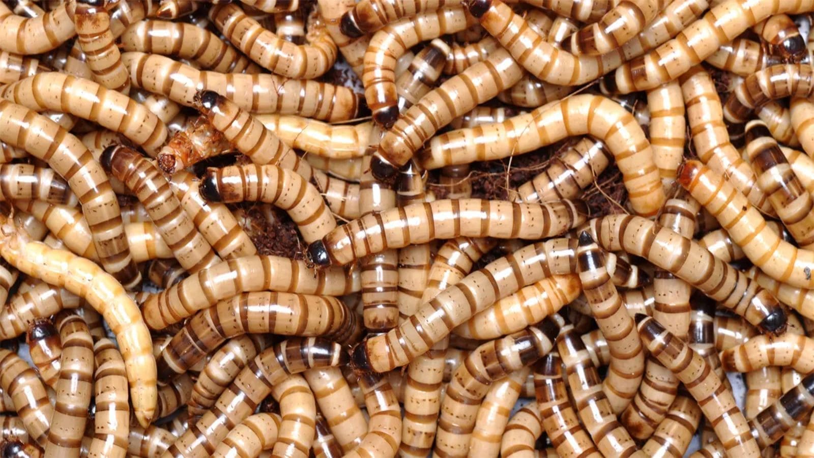 EFSA declares Ÿnsect’s lesser mealworm safe for human consumption