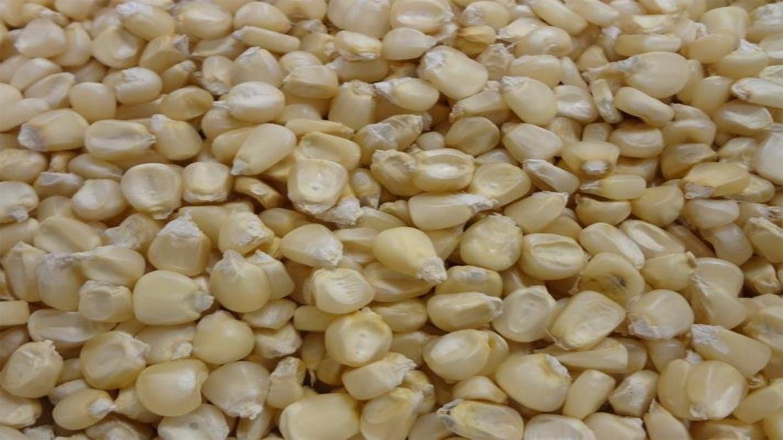Grain Council of Uganda seeks ban of ungraded maize export