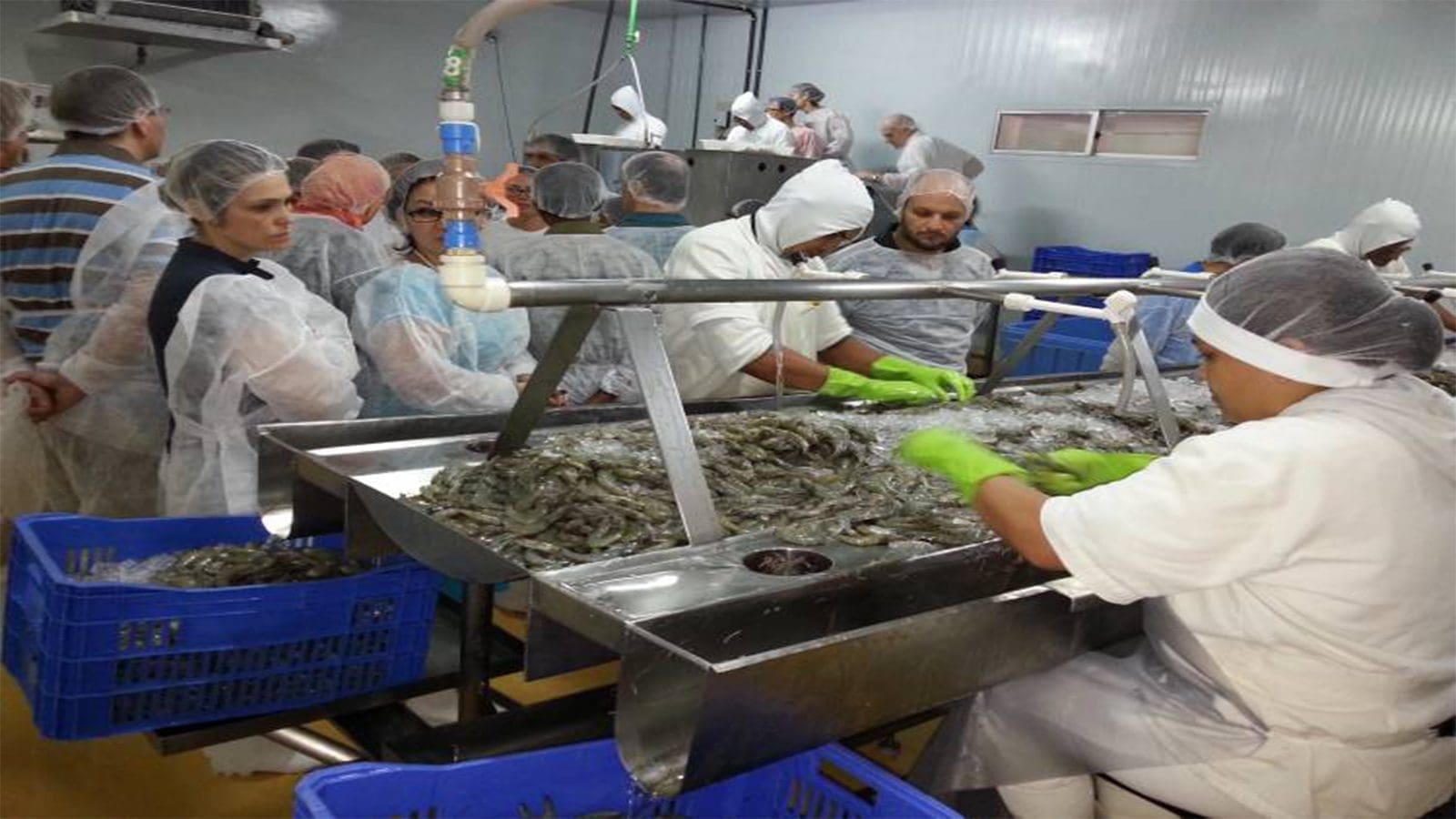 IAEA develops methods for testing vet drugs residues in aquaculture