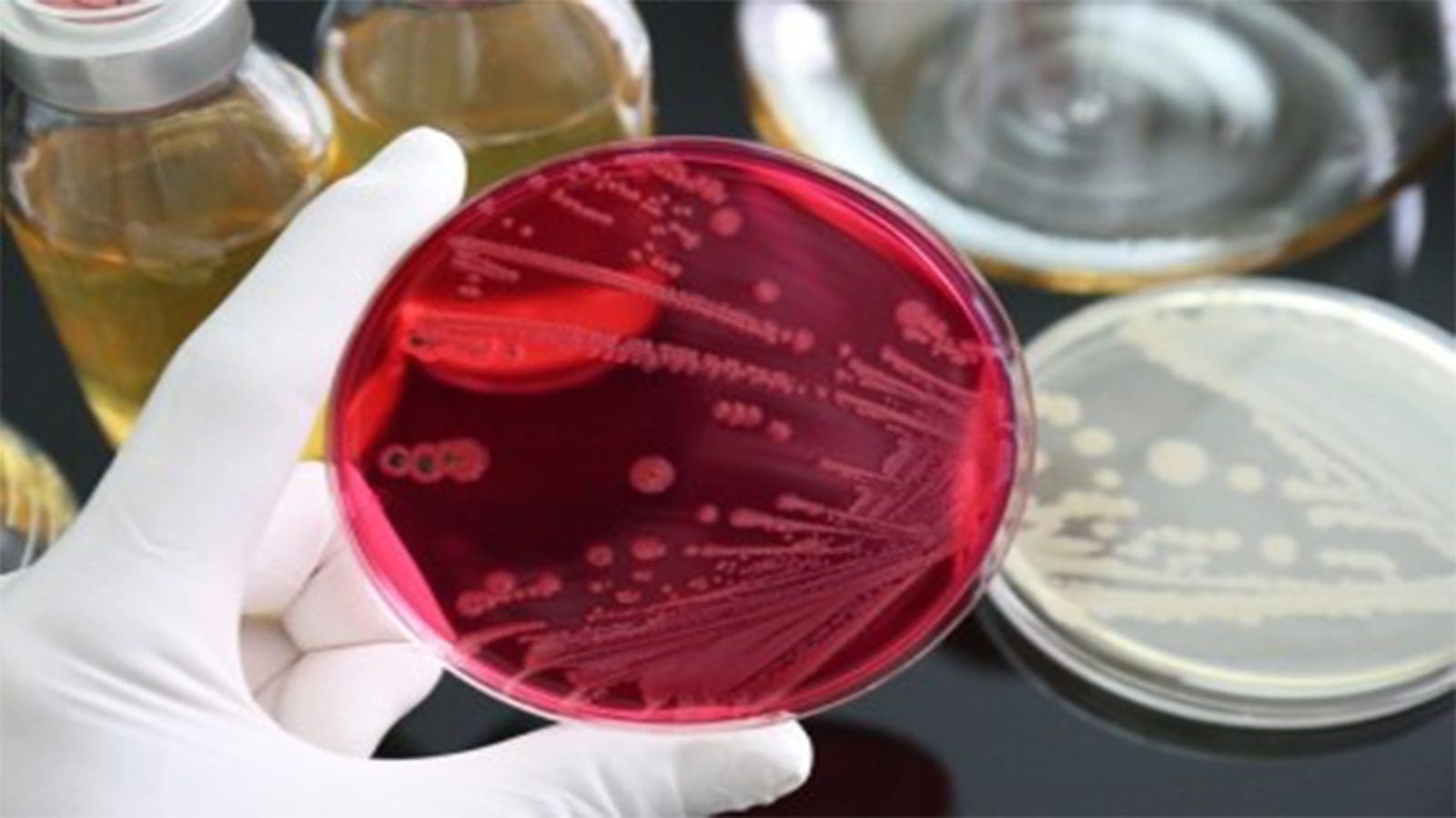 USDA researchers uncover Salmonella’s survival strategies in food processing facilities