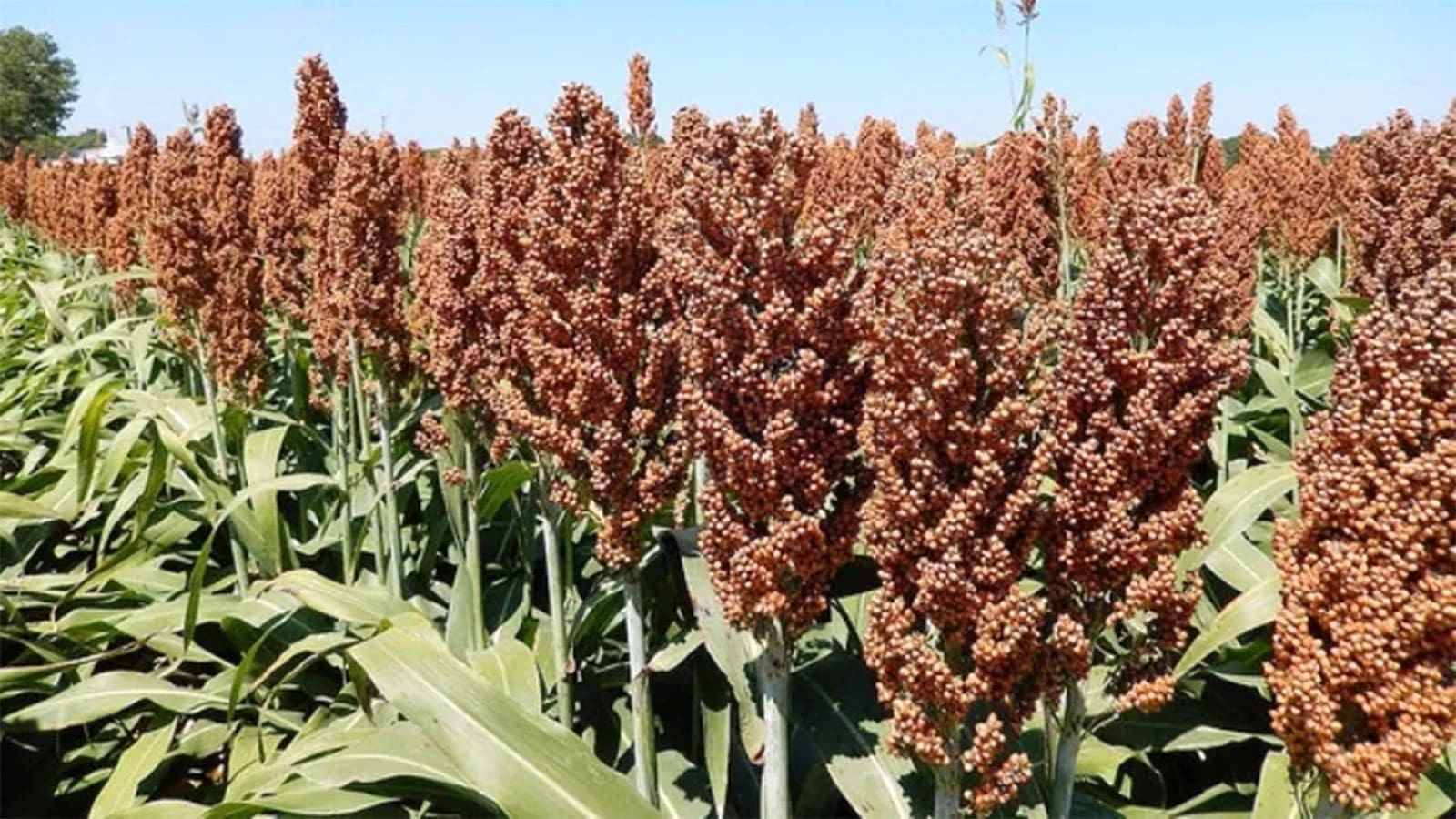 Flavonoids from sorghum may protect corn from fall armyworm