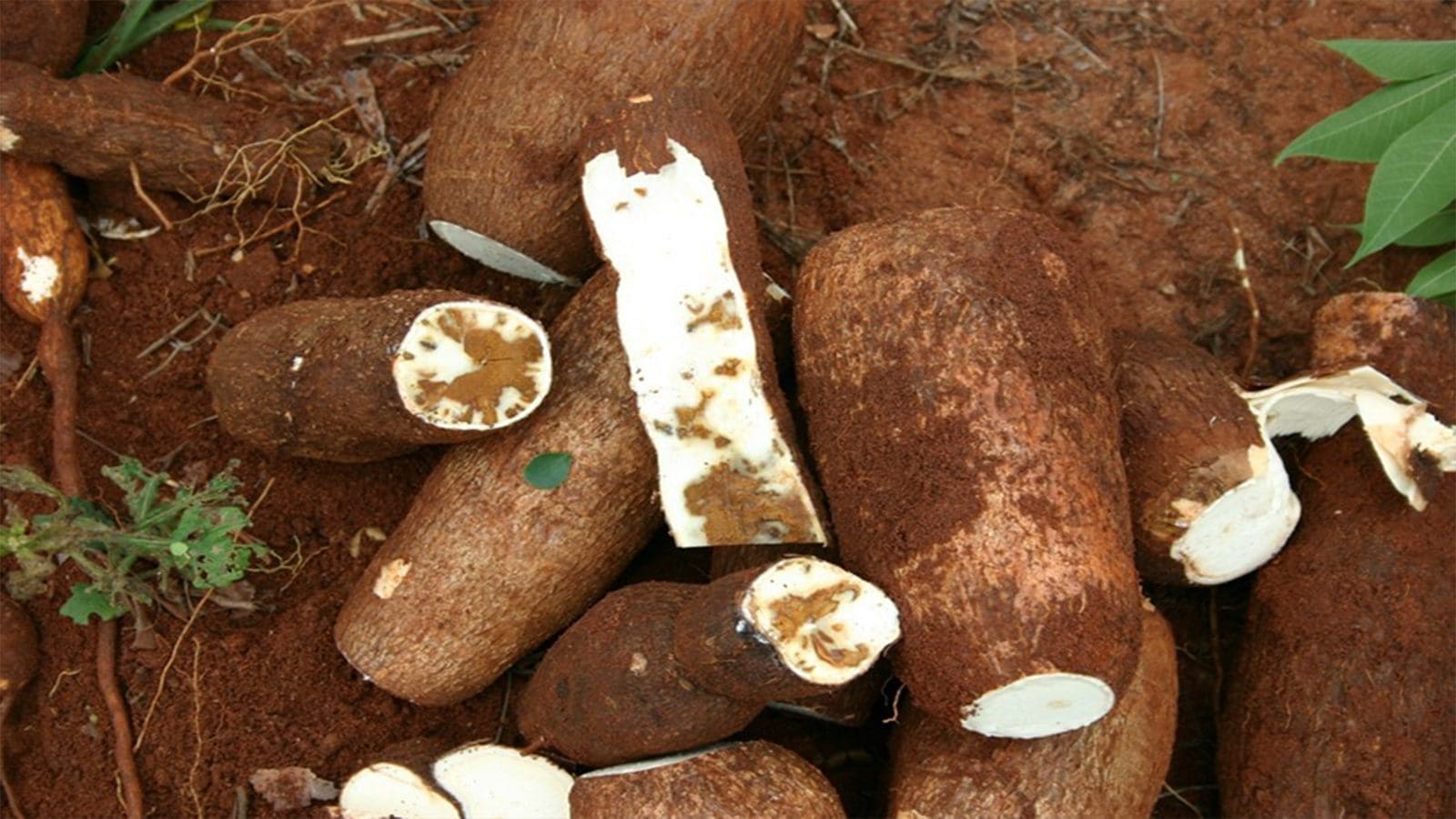 CABI to help farmers in Zambia fight Cassava Brown Streak Disease