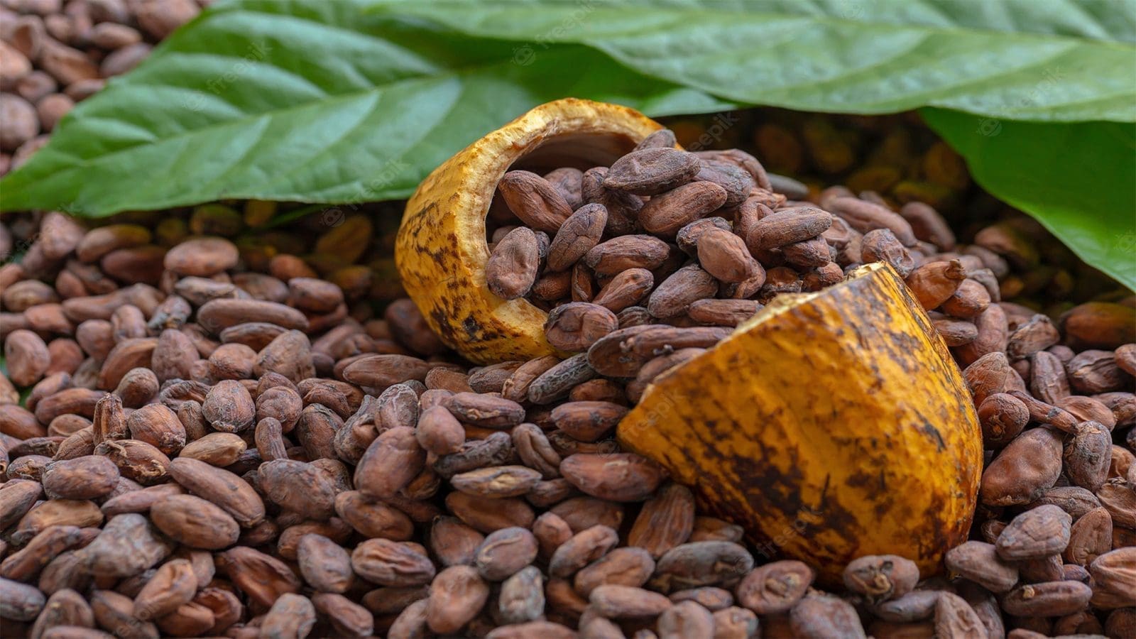 Study advises mitigation measures for Cadmium, Lead levels in cocoa