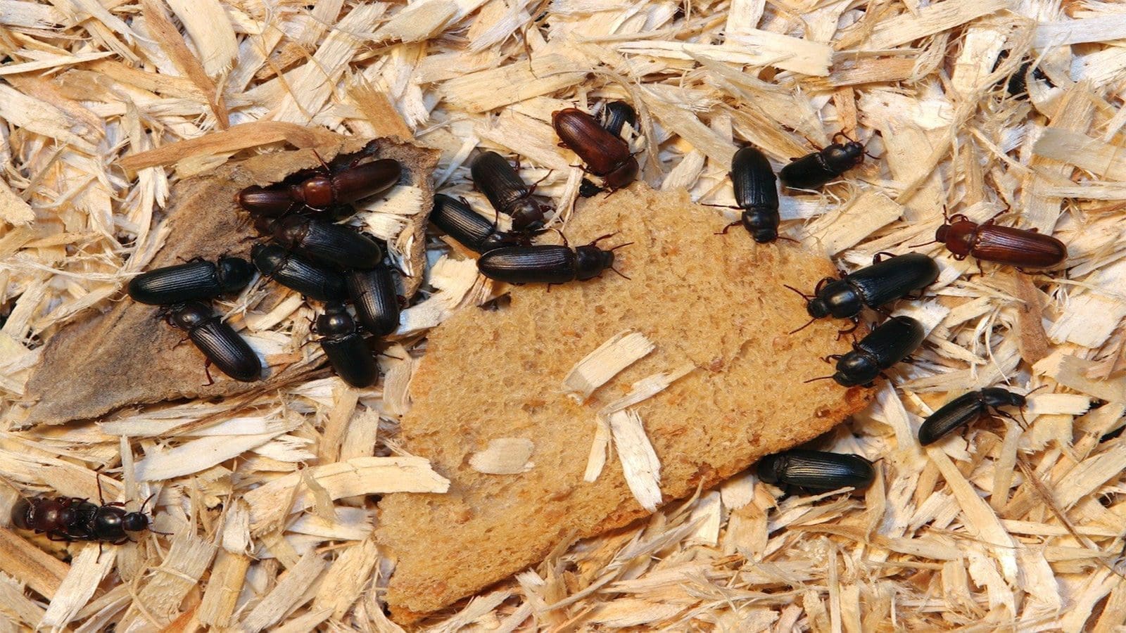 Control of Darkling beetle could prevent Salmonella in poultry