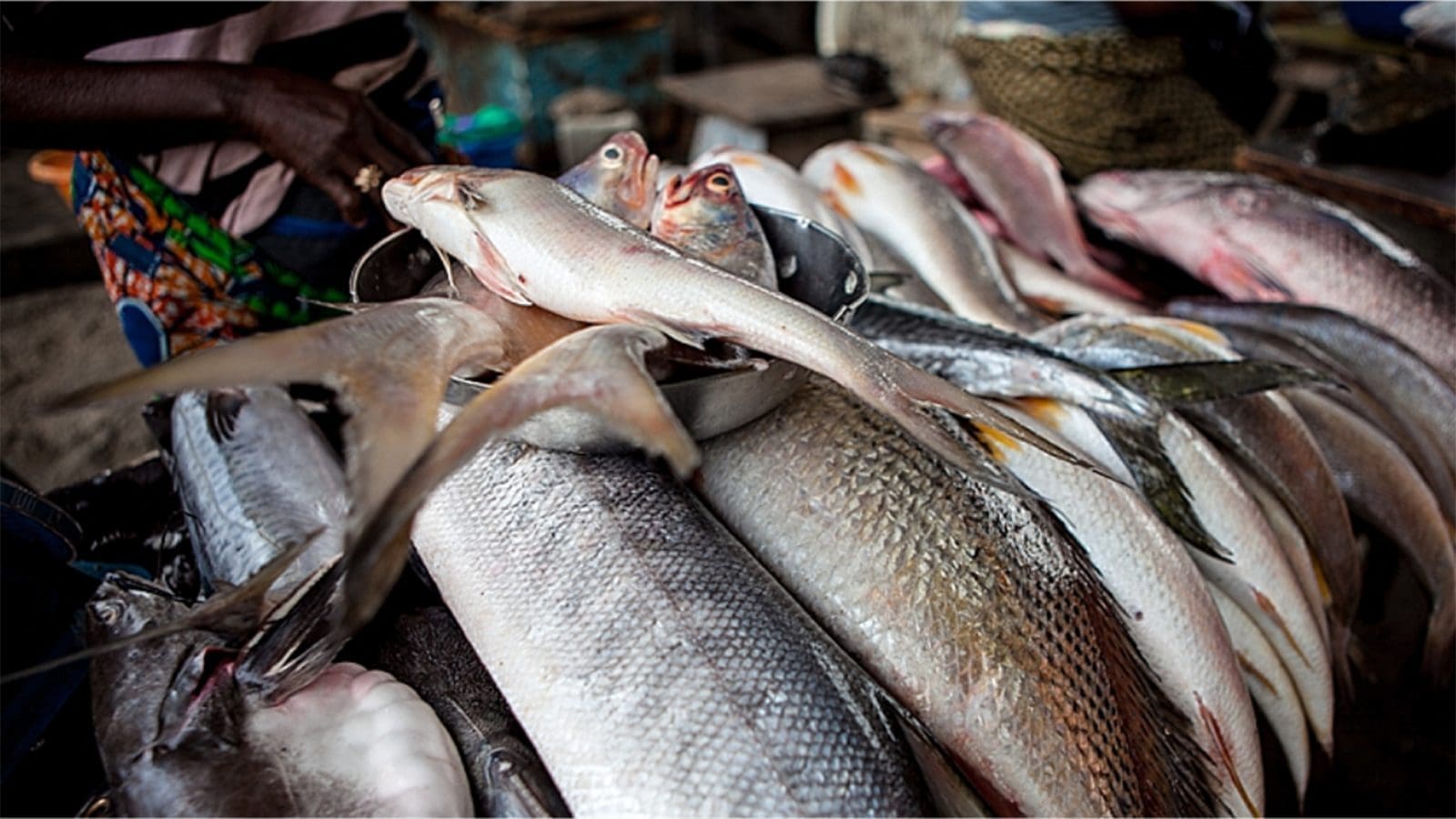 Government dispels claims of harmful chemicals used for preserving fish