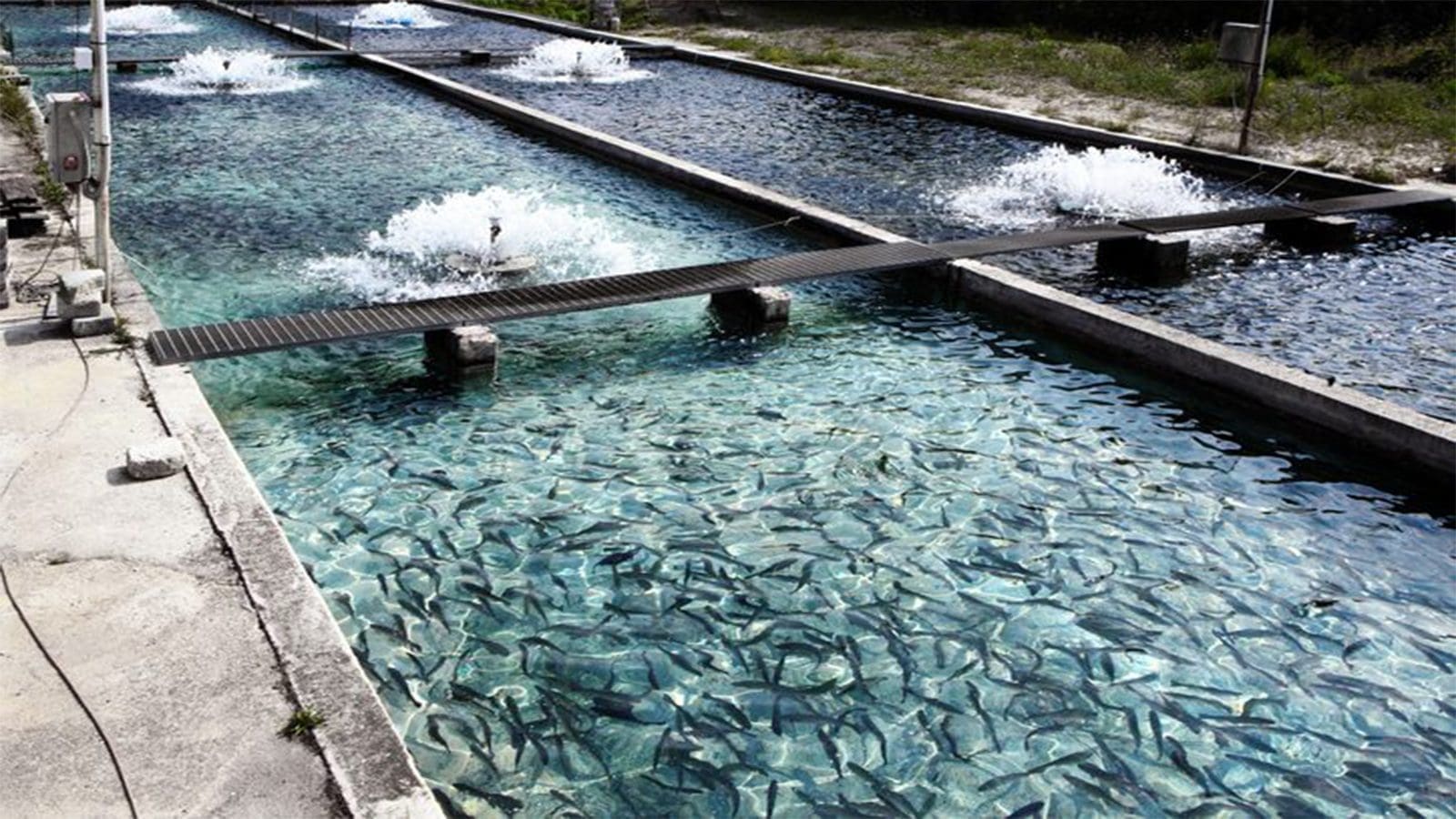 Ghana launches mobile application to support fish farming