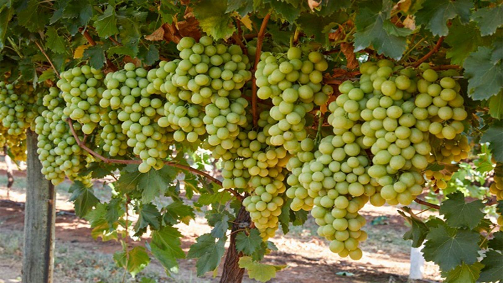Hazel Technologies’ innovation successfully improves quality of grapes