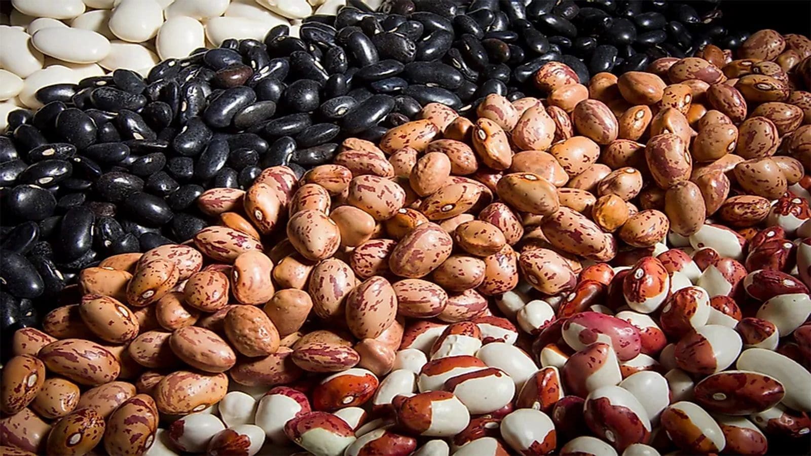 Kenyan farmers encouraged to cultivate highly productive biofortified beans