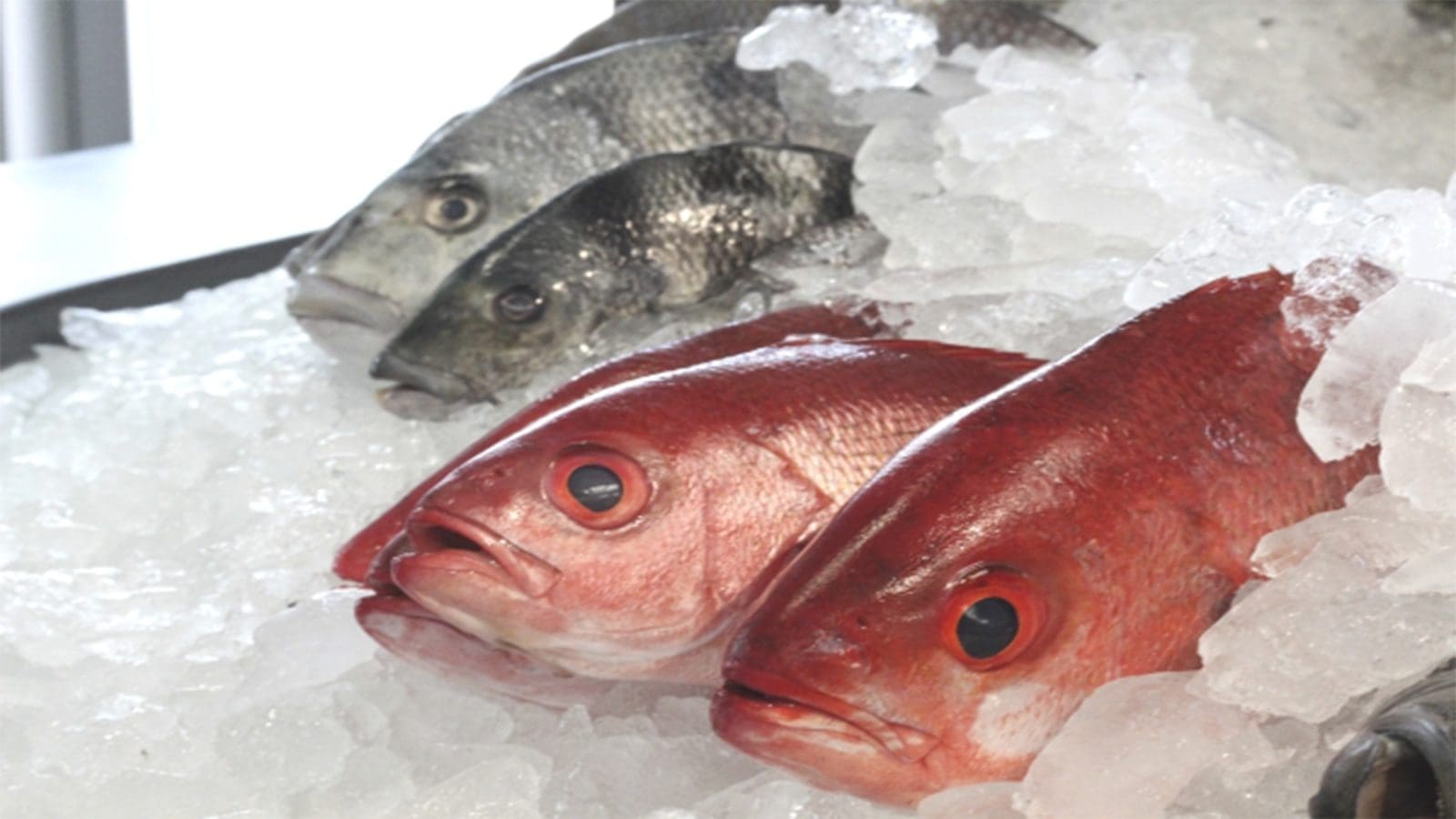SA launches standards for chilled finfish, marine molluscs, crustaceans