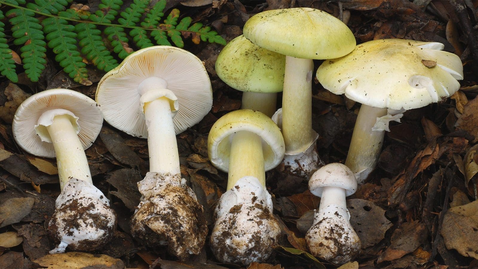 France reports more than 60 wild mushrooms intoxication cases