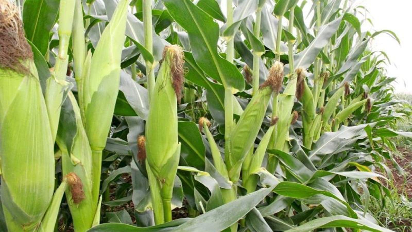 Early maturing maize cultivars to aid Africa in achieving food security
