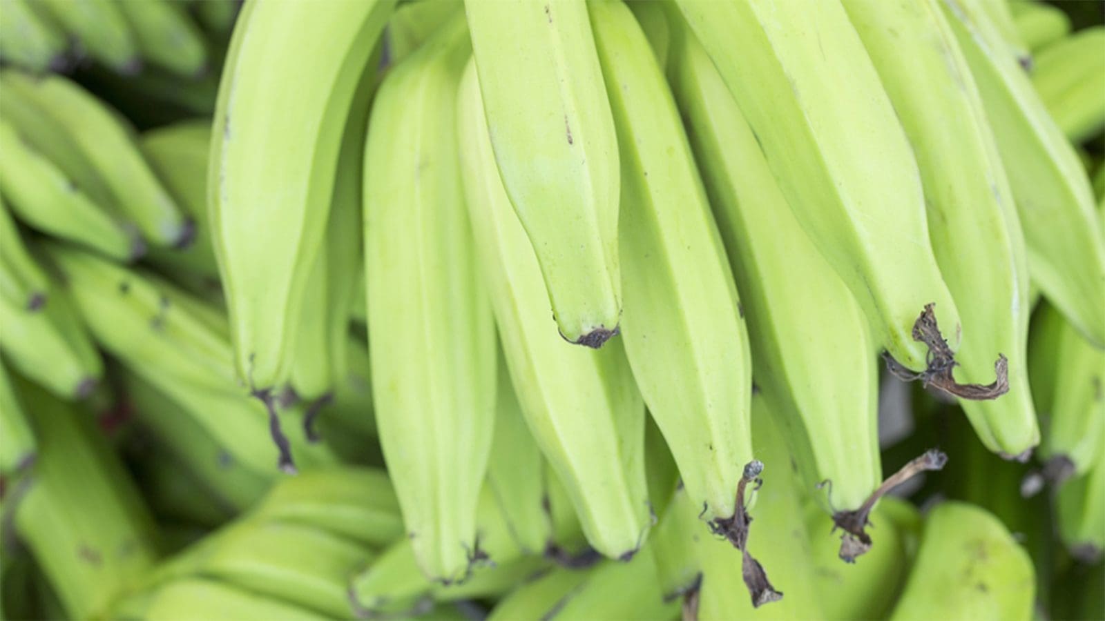 Ghana’s Biotechnology and Nuclear Agricultural Research Institute ready to tackle banana disease