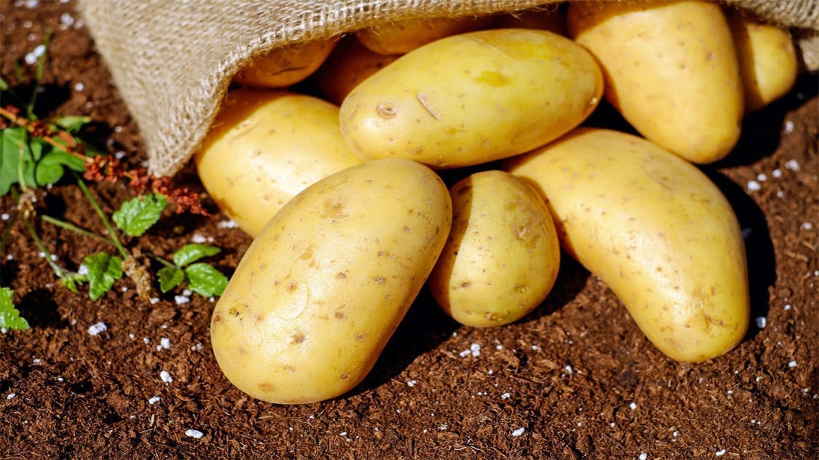 Solynta, RegenZ tie up to provide hybrid true potatoes to South African farmers
