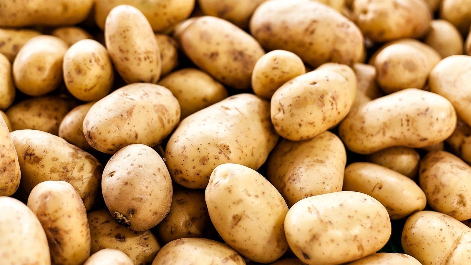 International Potato Center creates blight-resistant potato varieties