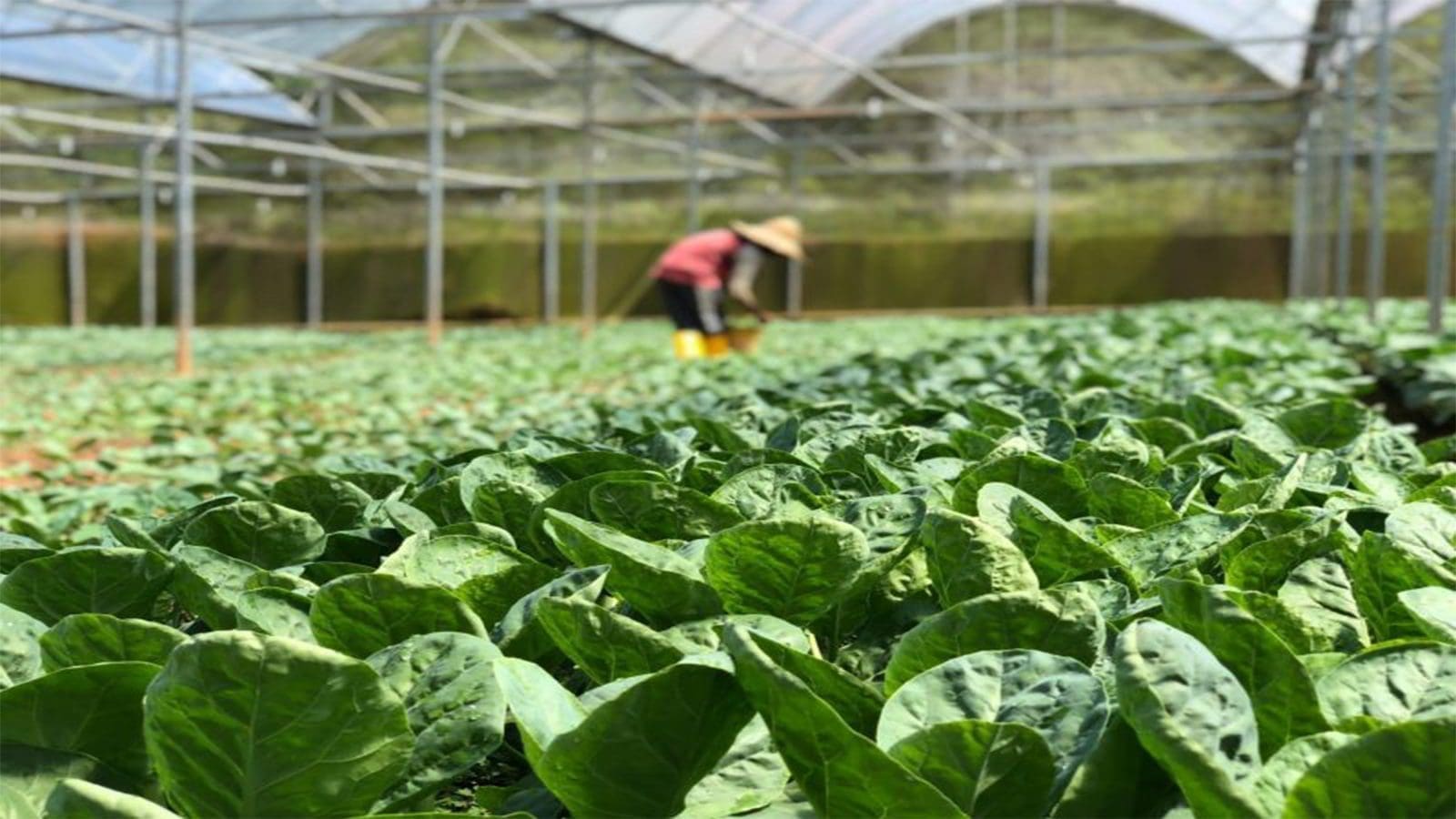 FAO champions good hygiene practices in Viet Nam’s greenhouse vegetable production sector