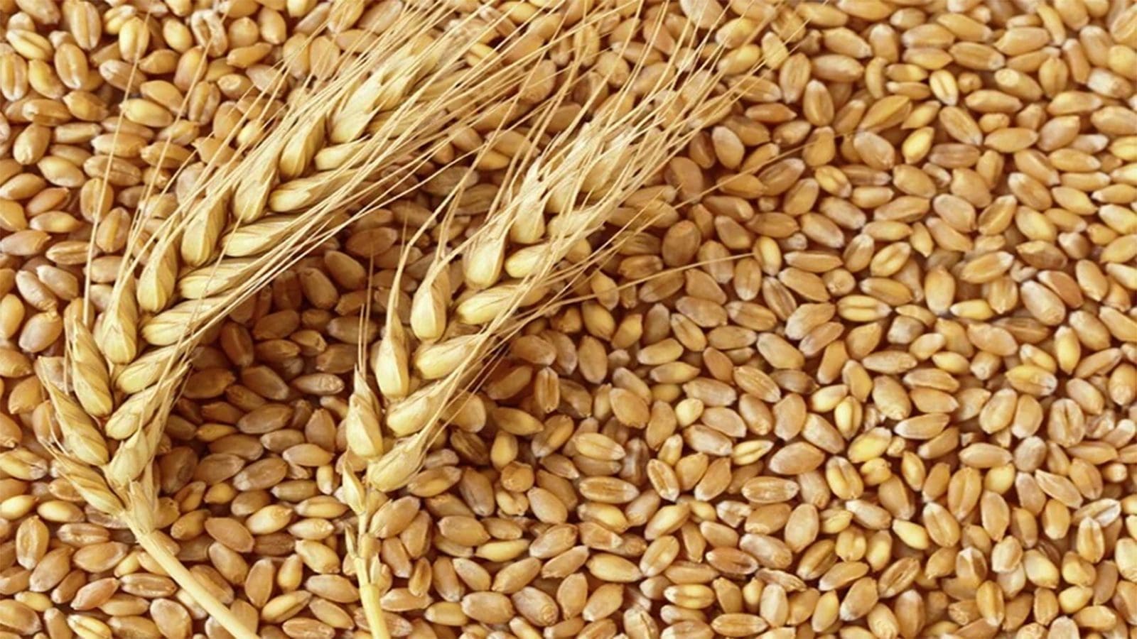 Researchers discover growing mycotoxin levels  in European wheat