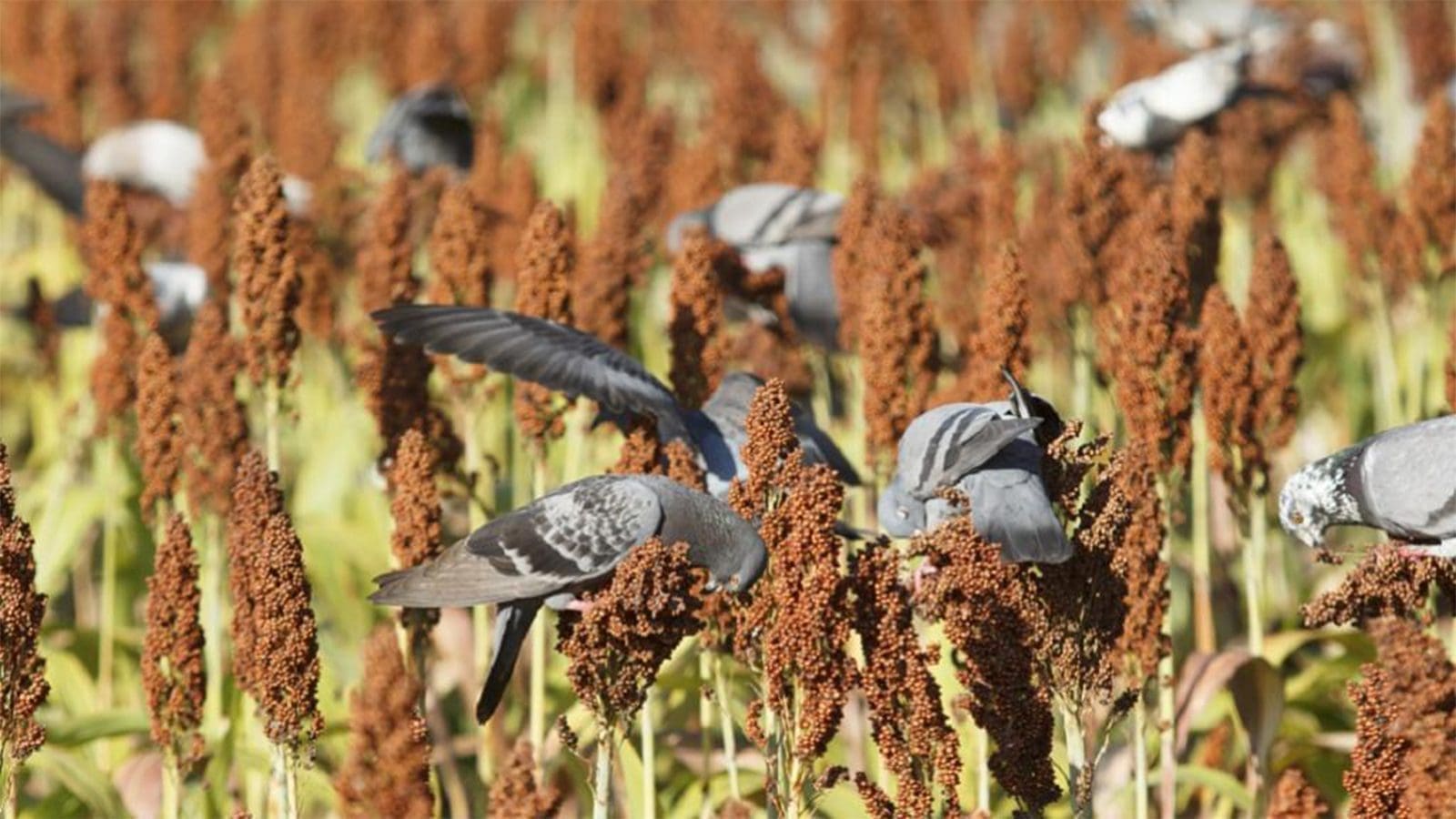 Researchers assess food safety risks associated with wild birds in agriculture