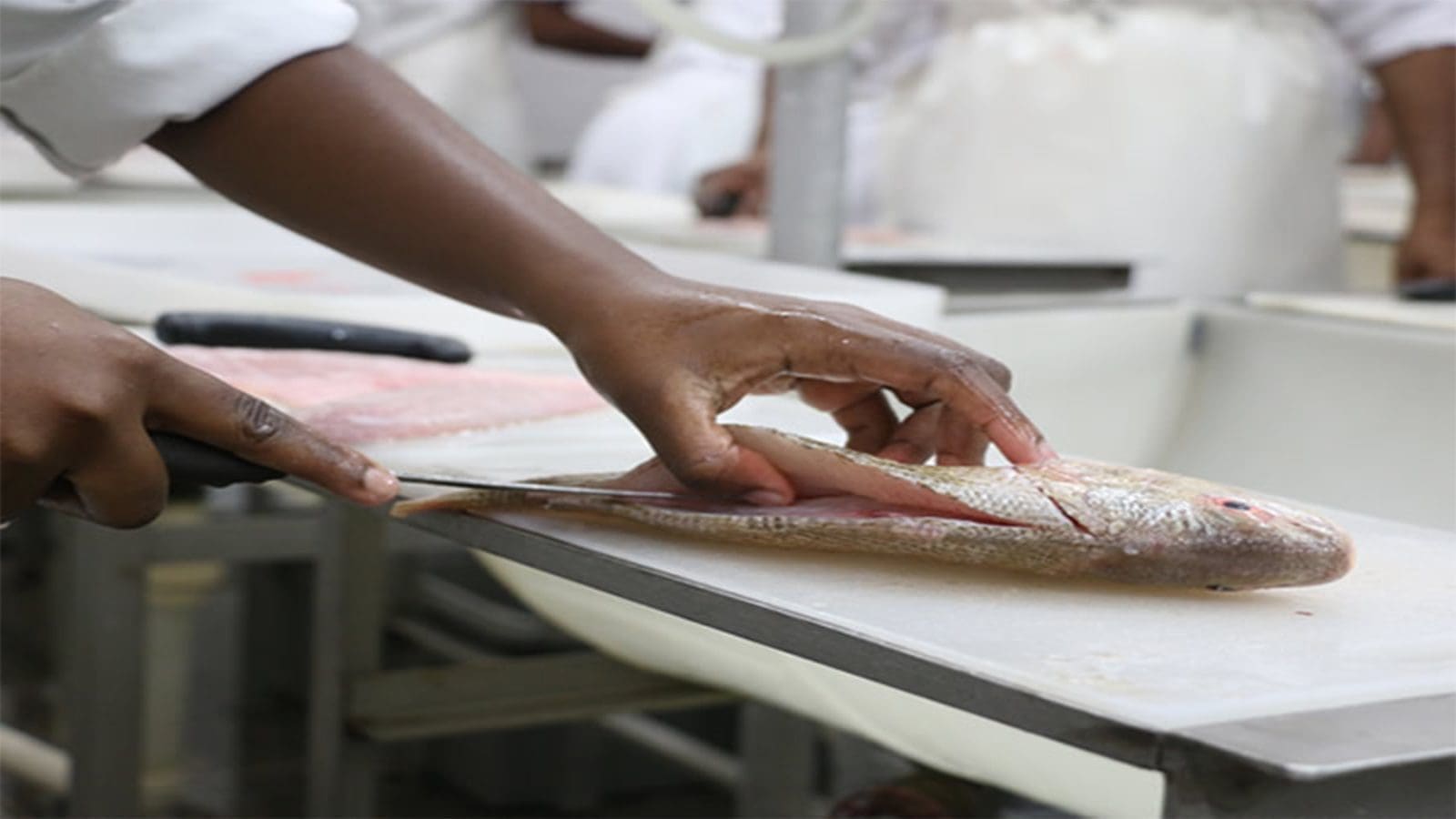 FAO strives to end unhygienic fish-handling practices in Liberia