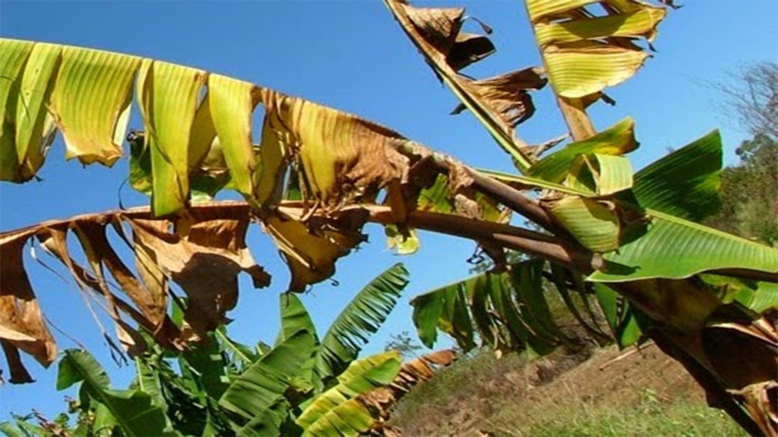 Experts race to stop banana disease ravaging Tanzania’s plantations