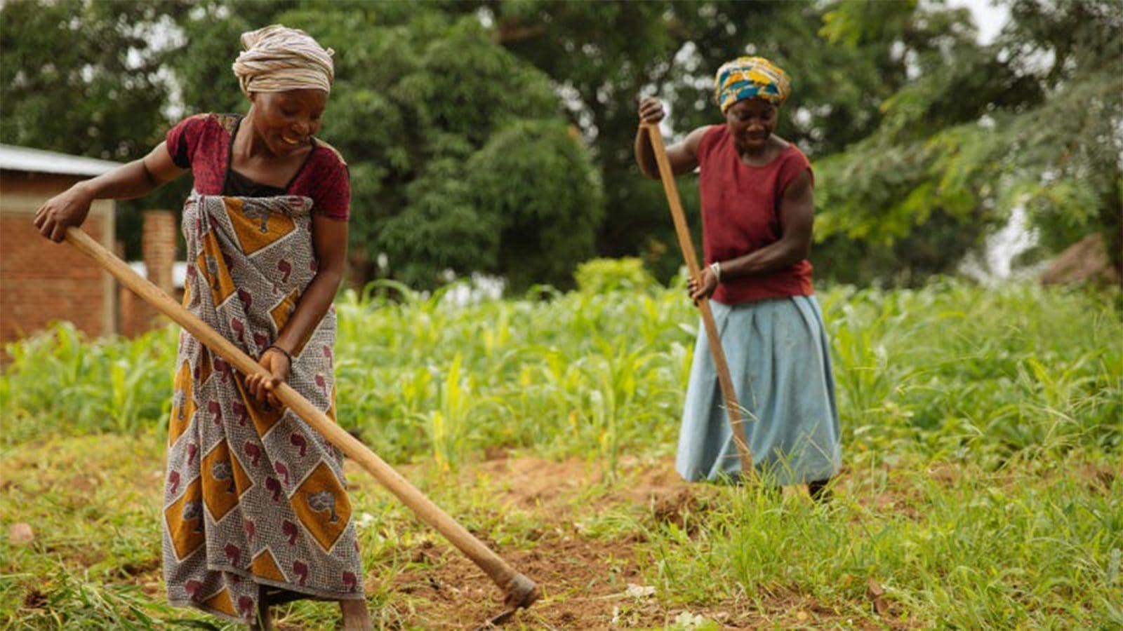 Gates Ag One funds project to develop self-fertilizing crops for African farmers