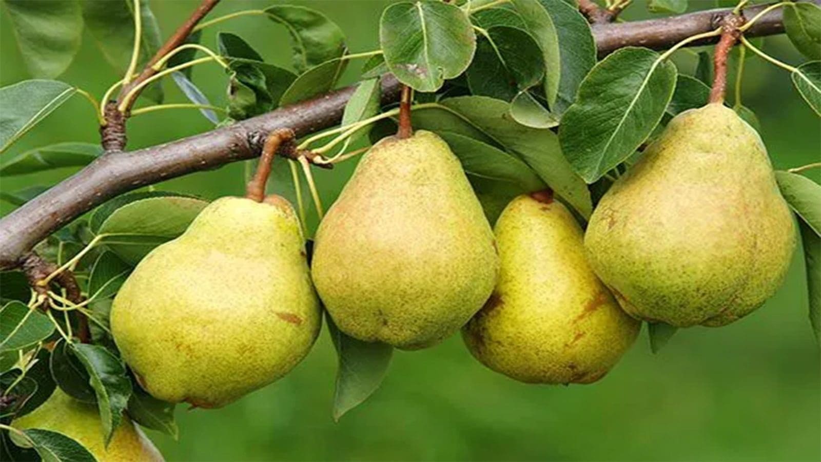 Center for Produce Safety funds research on long-term pear preservation
