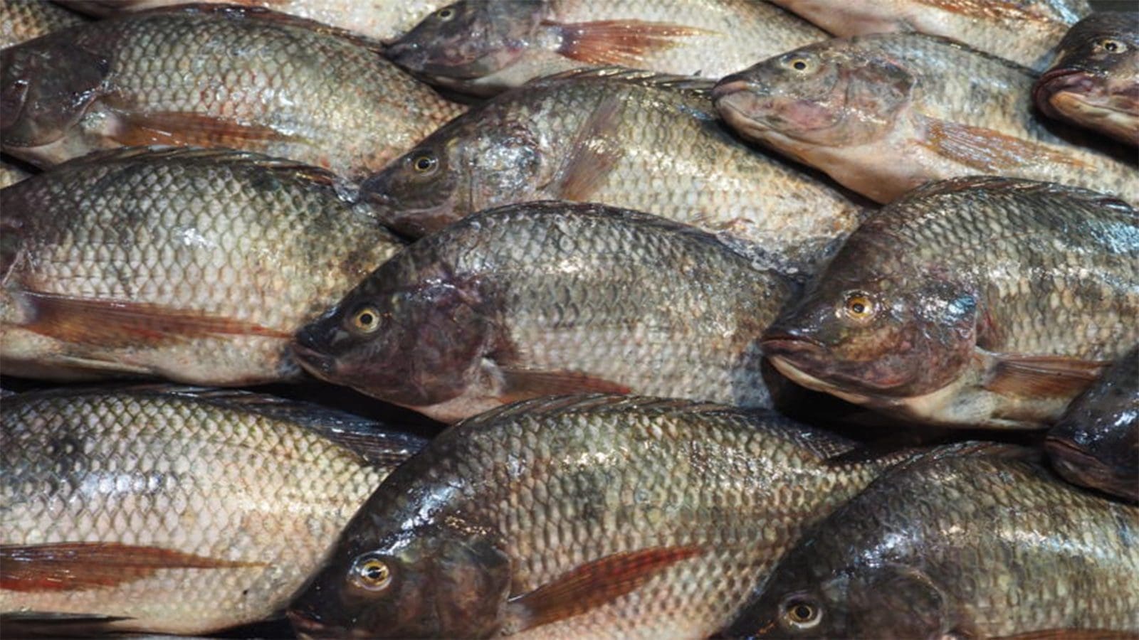 Study finds alarming levels of “forever chemicals” in U.S freshwater fish