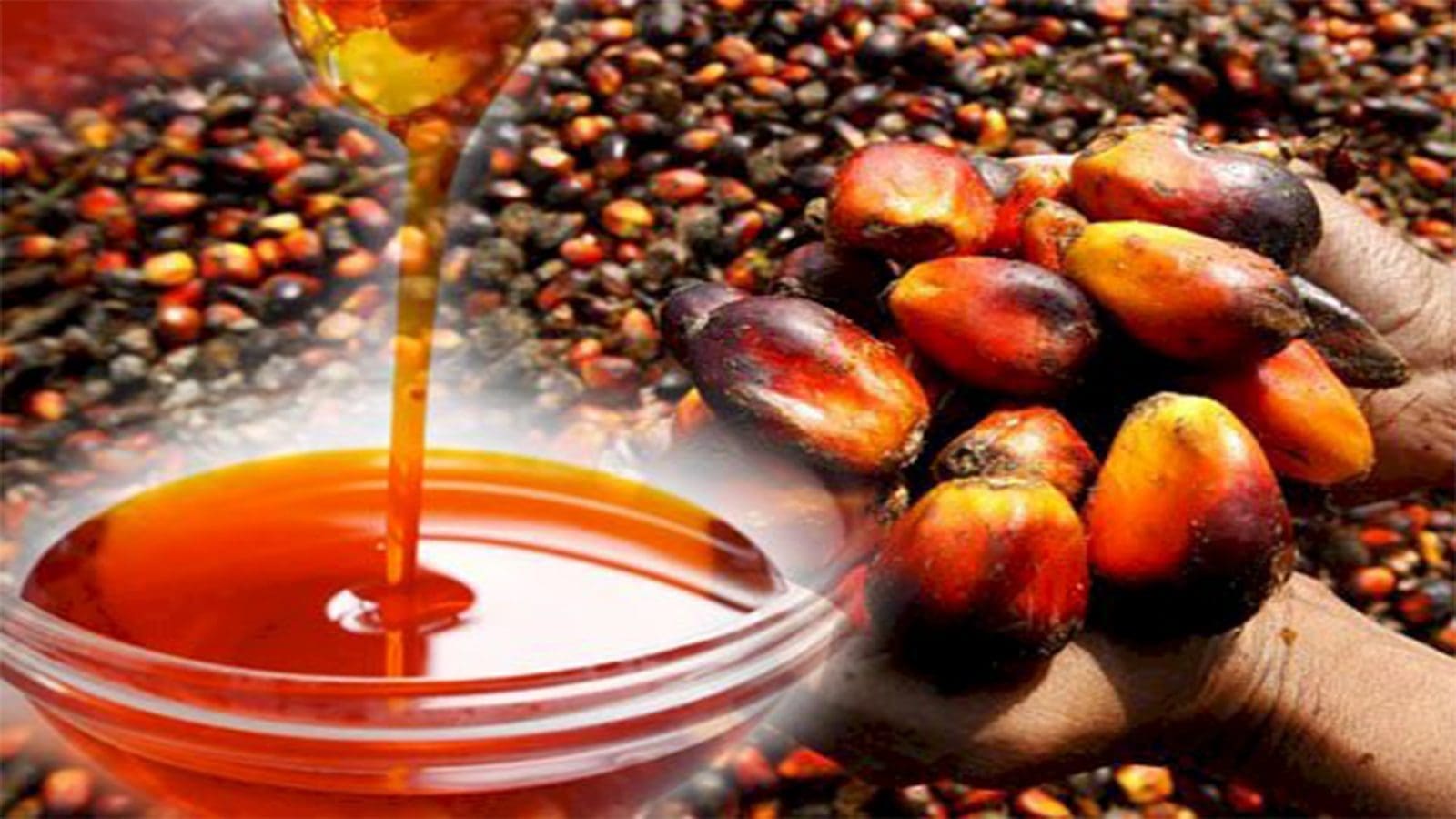 Artisanal Palm Oil Millers and Outgrowers Association launches app to curb palm oil adulteration