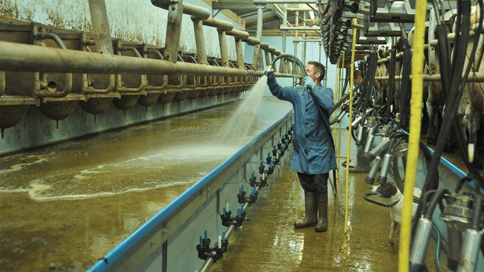 FAO, WHO publish guidance on reuse of fit-for-purpose water in dairy industry