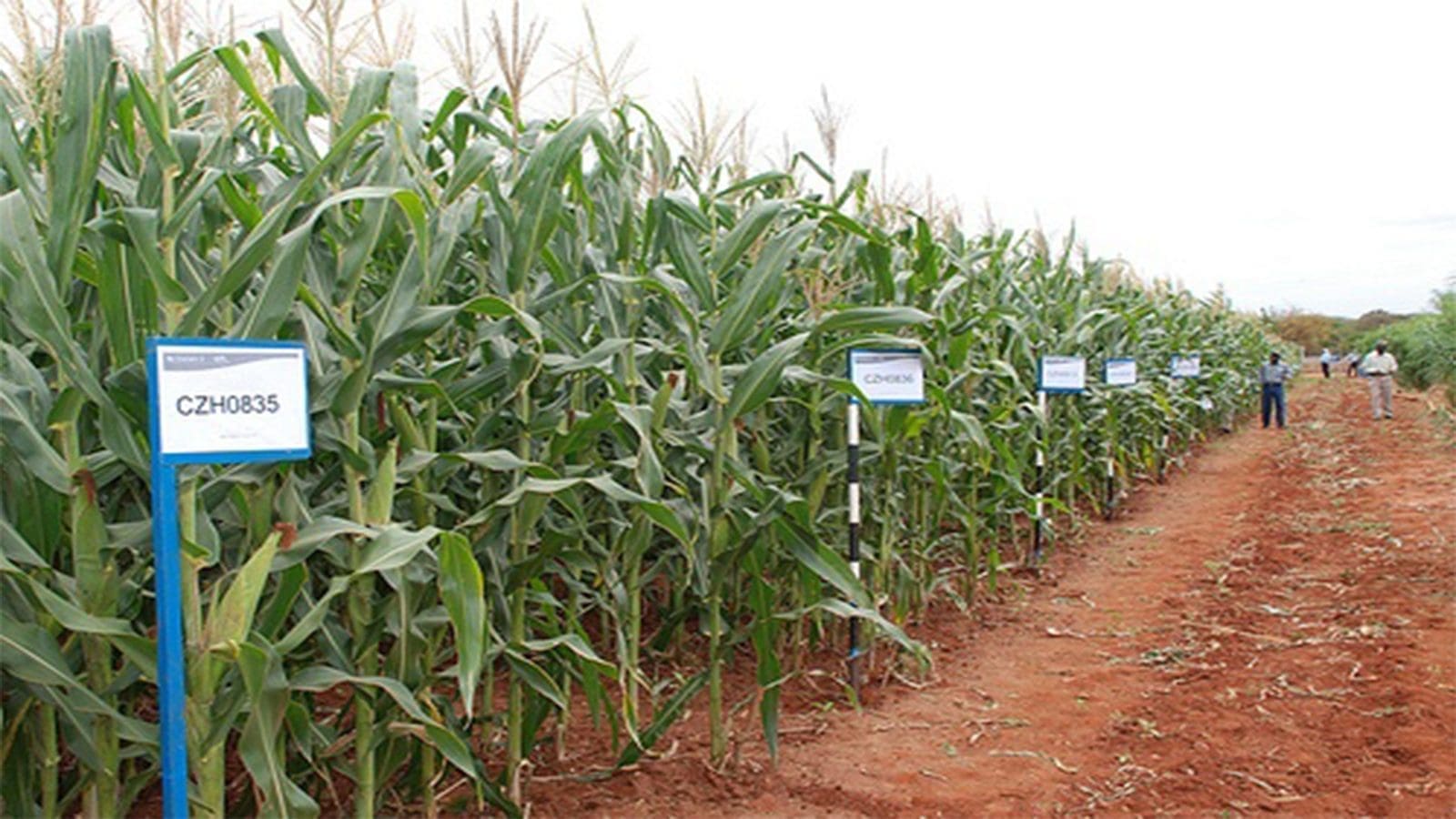Kenya to approve release of new maize varieties resistant to fall armyworm