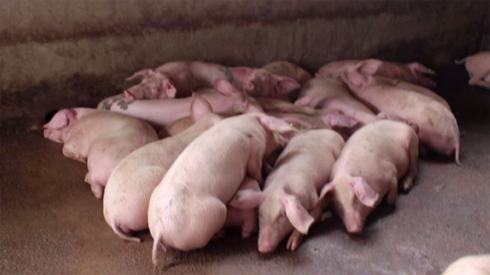 Potential African Swine Fever vaccine offers hope amidst pandemic