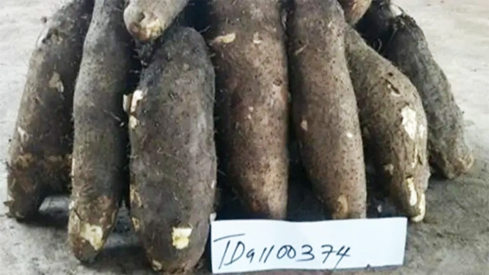 IITA, National Root Crops Research Institute release new high-yield, disease-resistant yam varieties