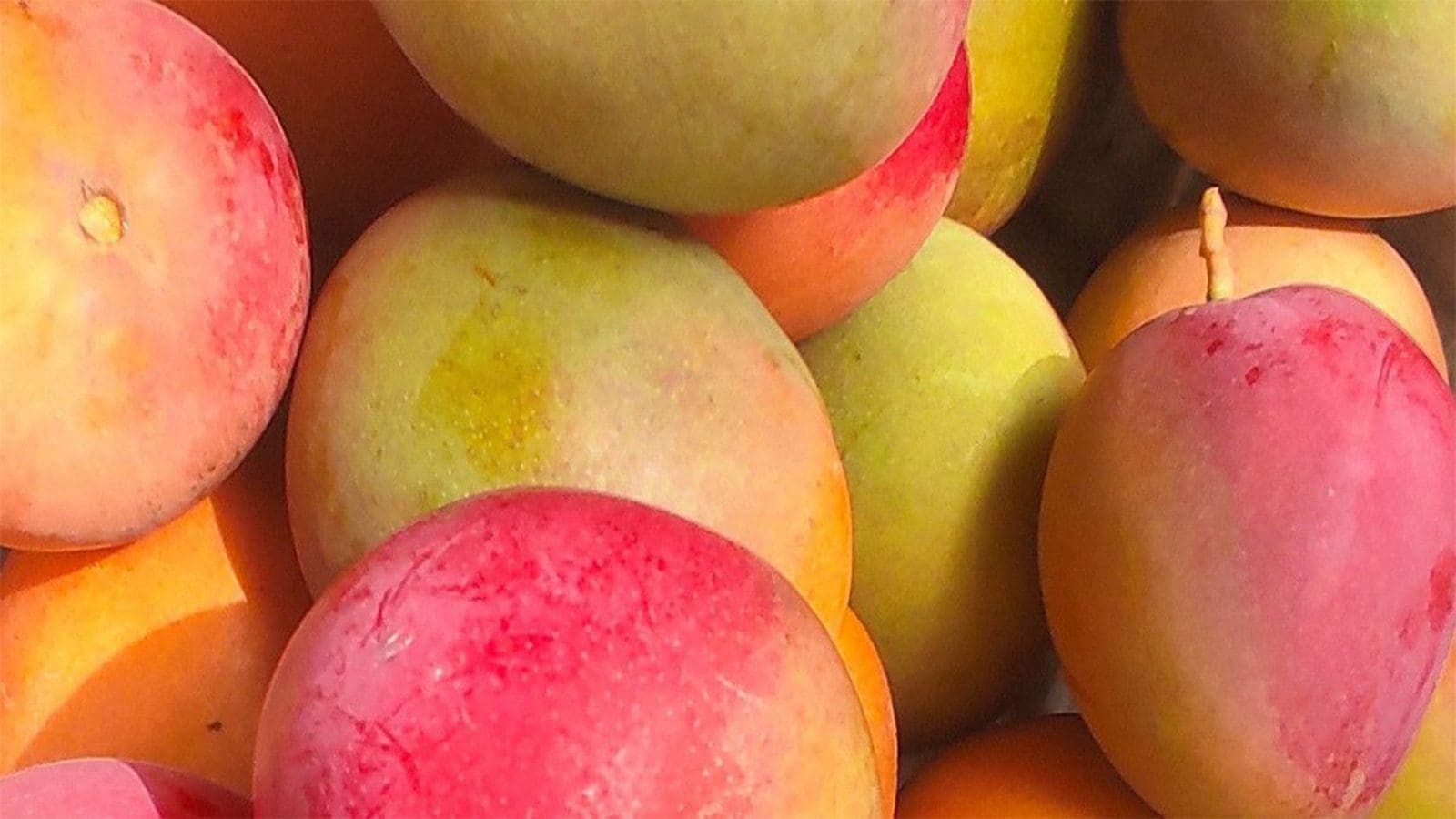 Burkina Faso approves import of biopesticides to fight fruit flies in Mangoes