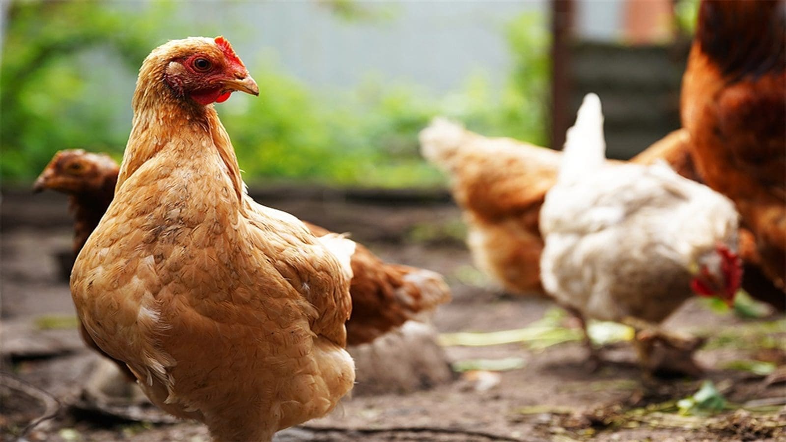 KALRO develops new high-yielding, disease-resistant chicken breed